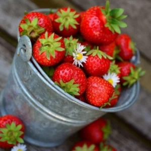 strawberry lily wax melts