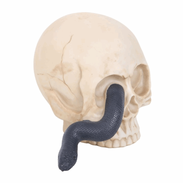 Skull Ornament with Snake - Image 3