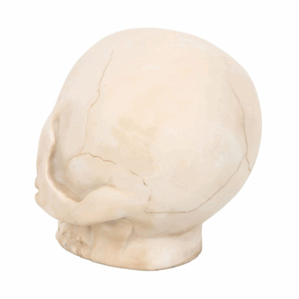Skull Ornament with Snake - Image 4